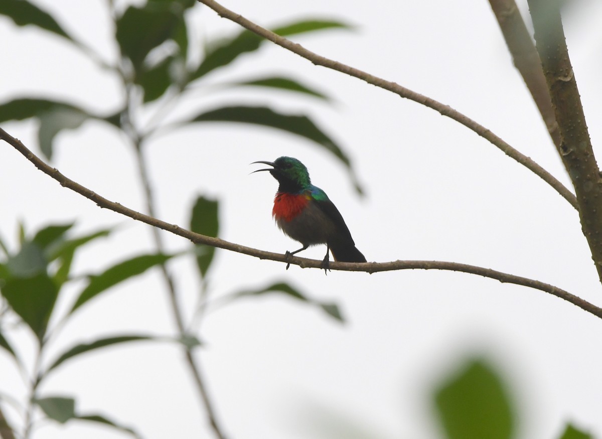 Olive-bellied Sunbird - ML525410661