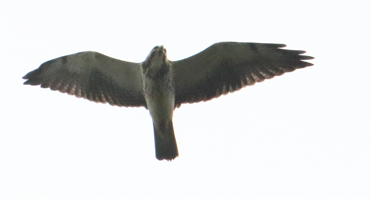 Swainson's Hawk - Mataan Peer