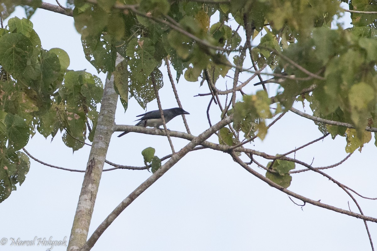 Moluccan Cuckooshrike - ML525410951