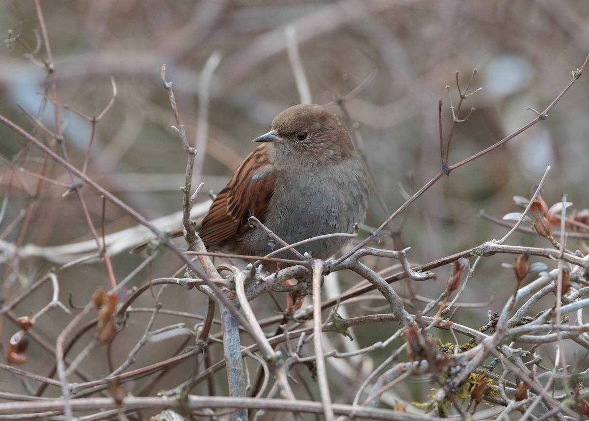 Japanese Accentor - ML525411151