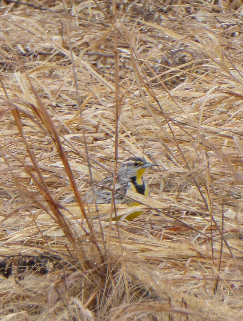 Western Meadowlark - ML52541151