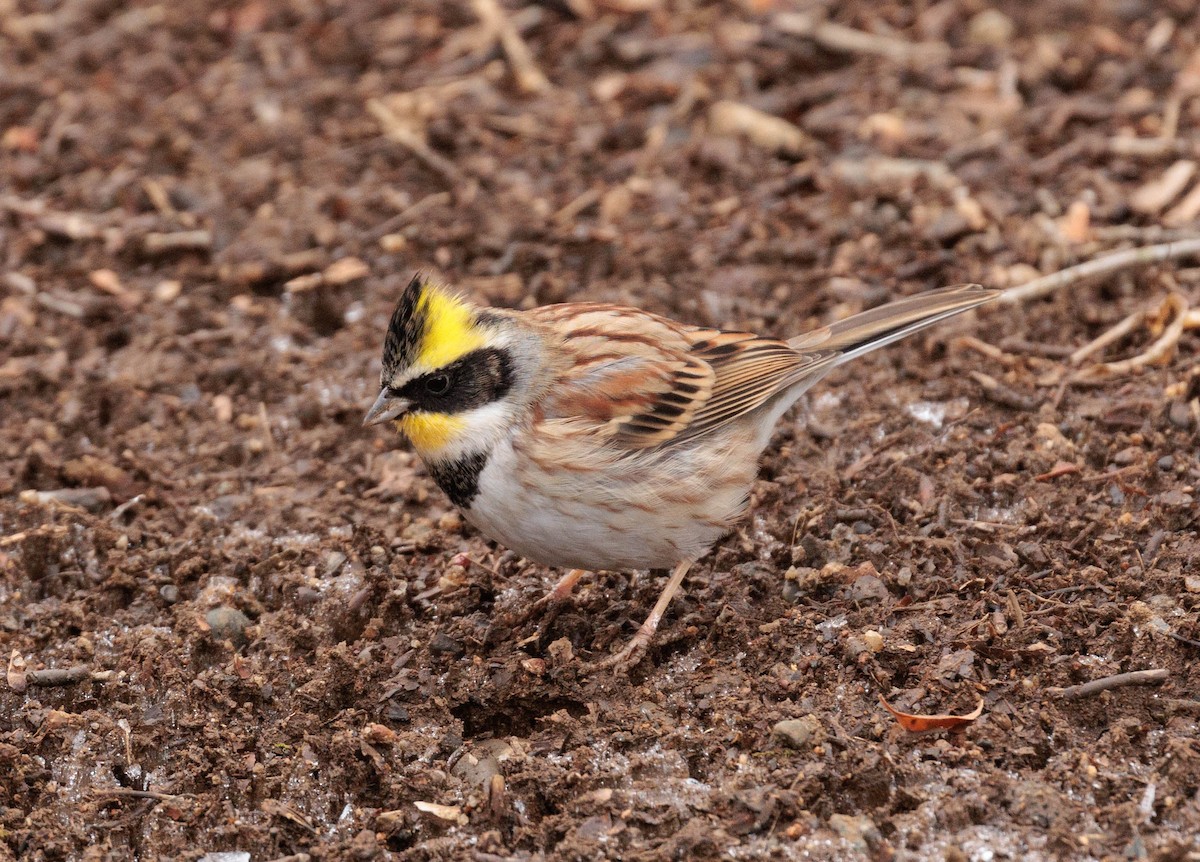 Yellow-throated Bunting - Brian Bunting