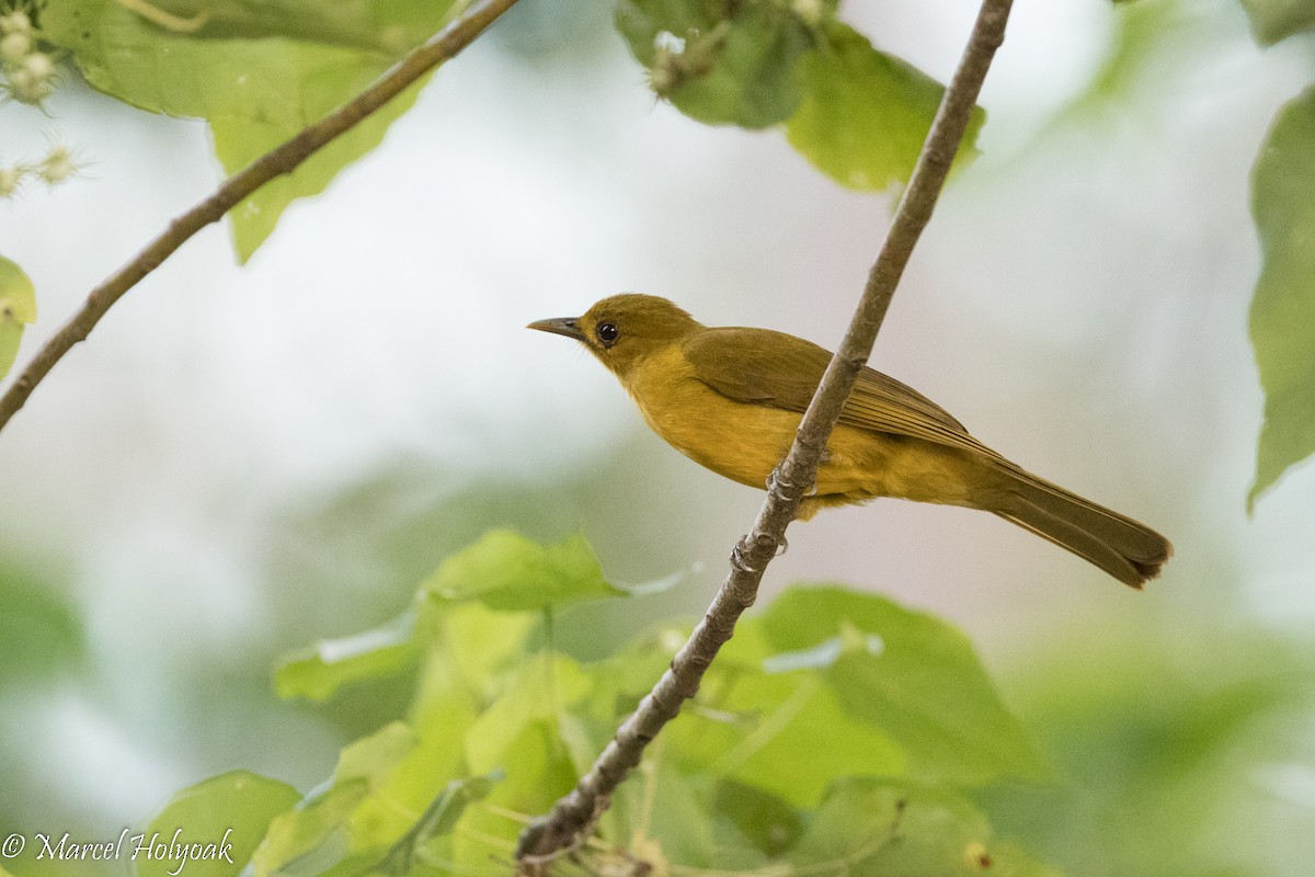 Obi Golden-Bulbul - Marcel Holyoak