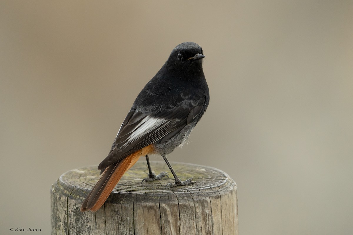 Black Redstart - ML525412061