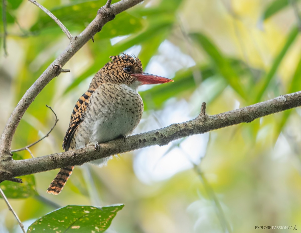 Banded Kingfisher (Black-faced) - ML525412471