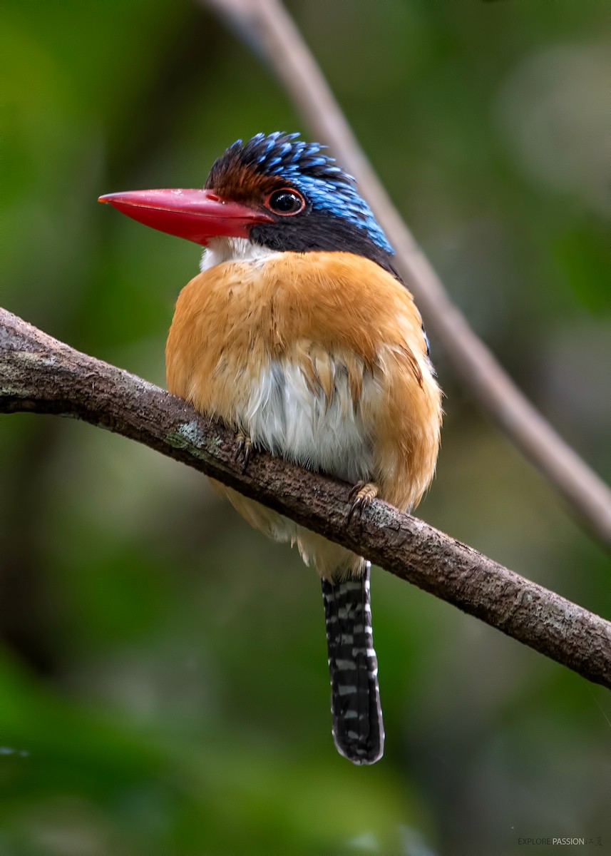 Banded Kingfisher (Black-faced) - ML525412481