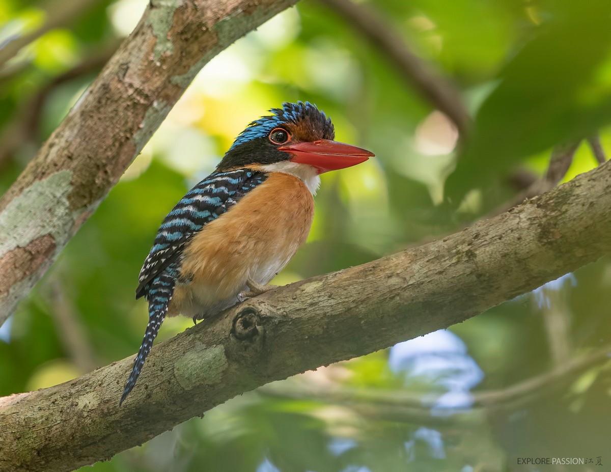 Banded Kingfisher (Black-faced) - ML525412491