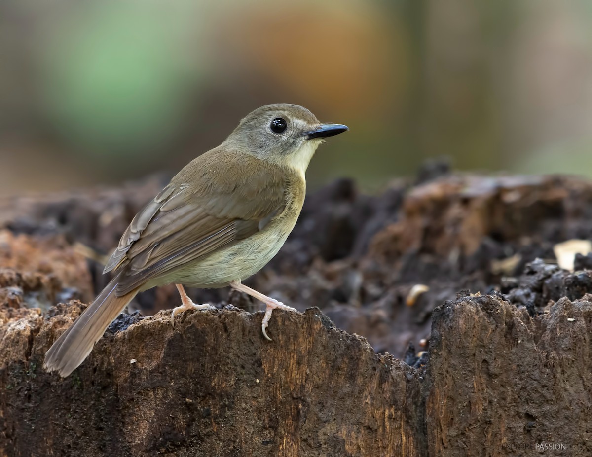 Fulvous-chested Jungle Flycatcher - ML525412511