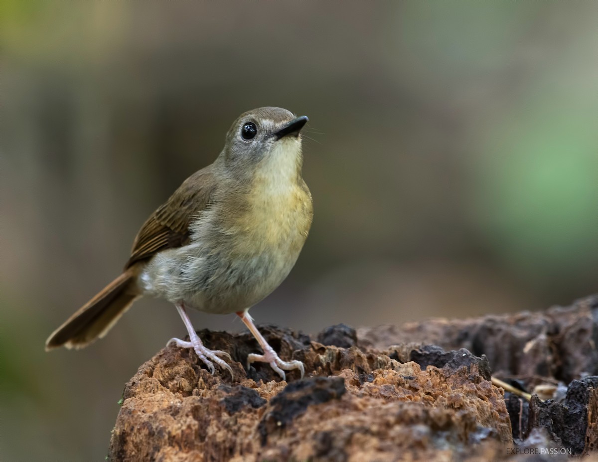 Fulvous-chested Jungle Flycatcher - ML525412521