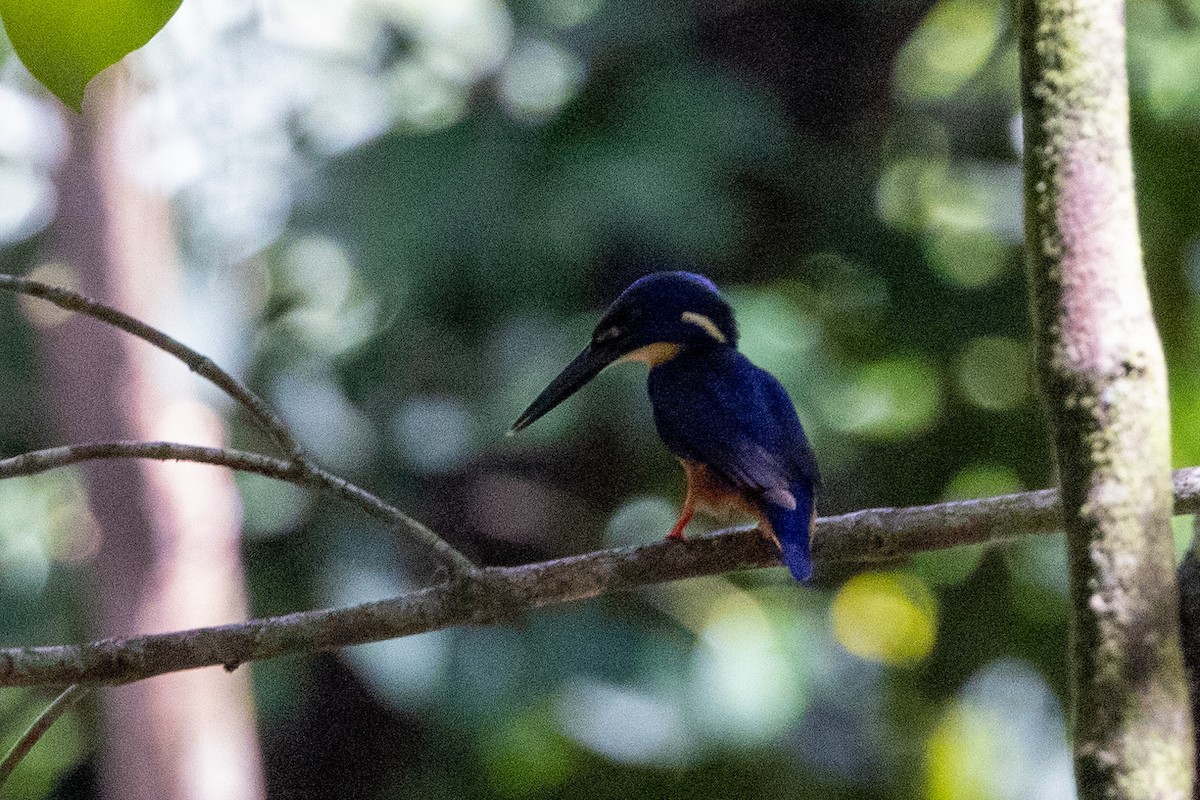 Martin-pêcheur à dos bleu - ML525412681