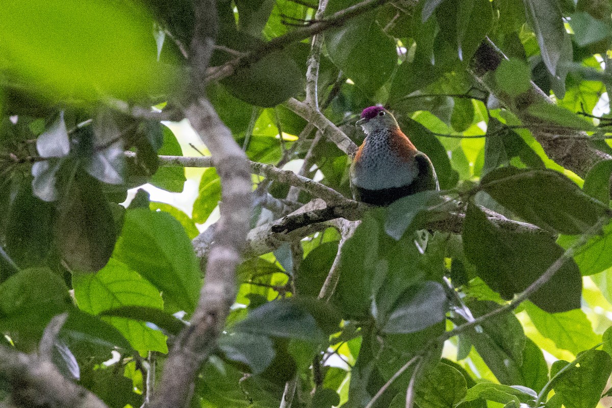 Superb Fruit-Dove - ML525412781