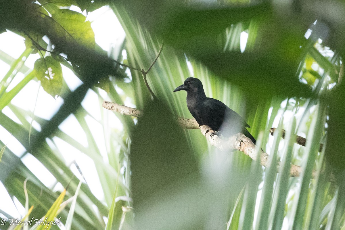 Obi Paradise-crow - ML525413501