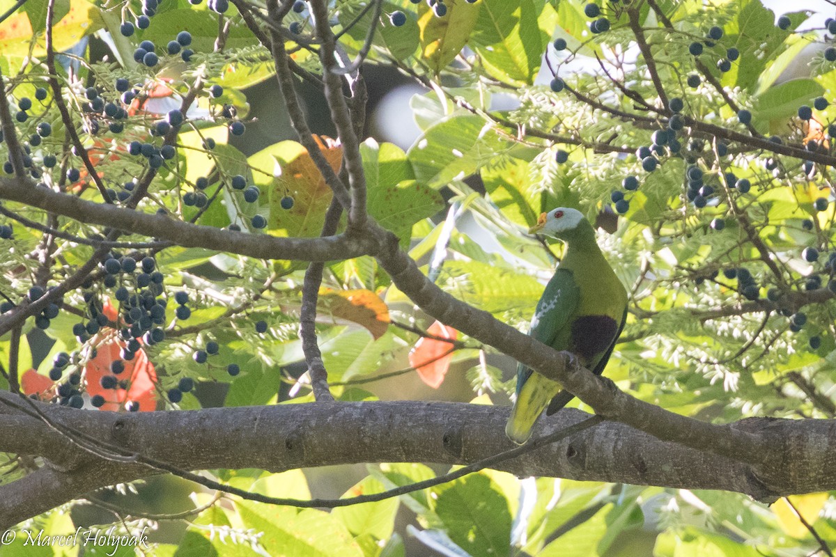 Carunculated Fruit-Dove - ML525413831