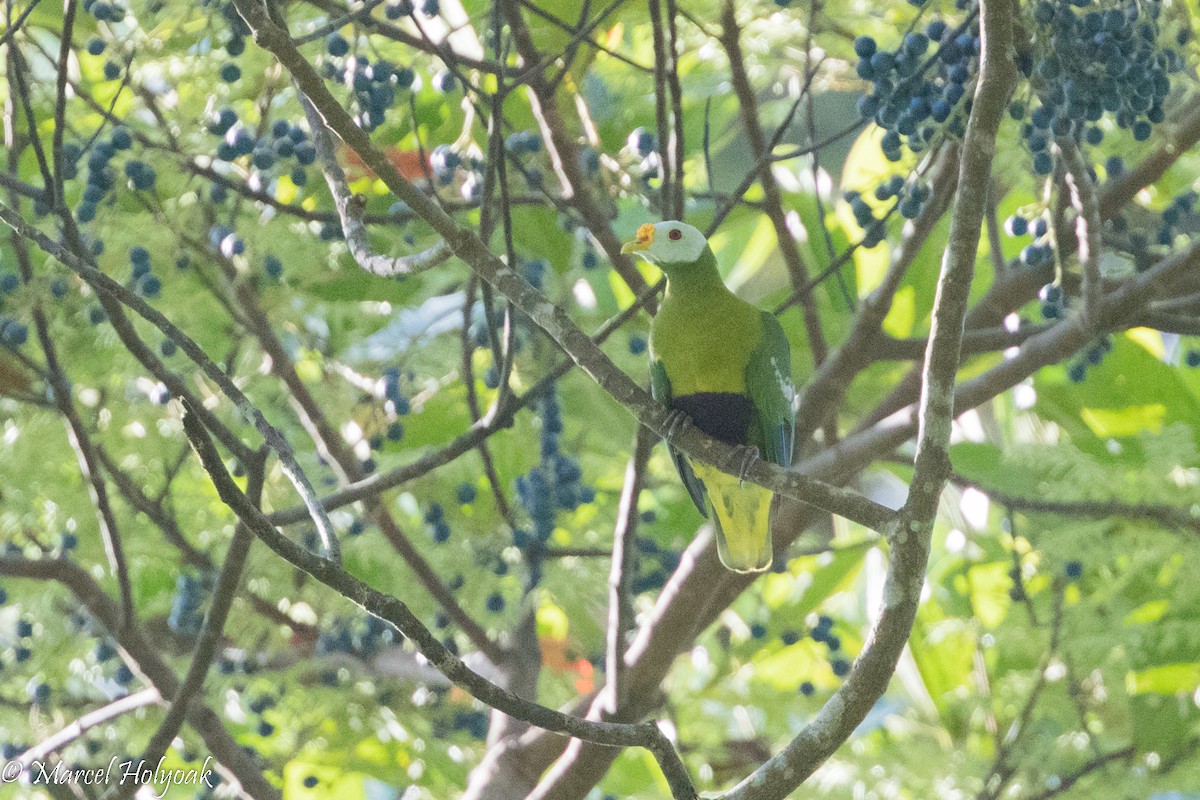 Carunculated Fruit-Dove - ML525413841