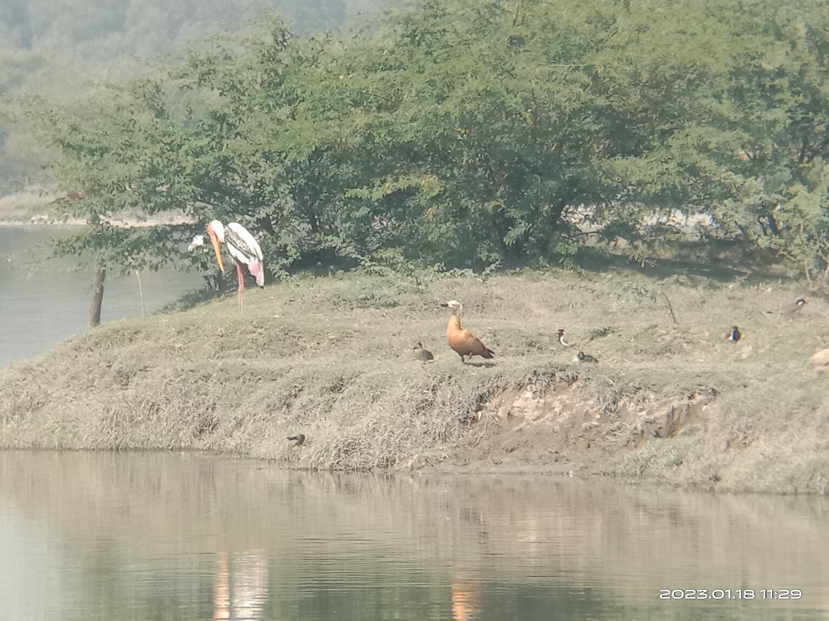 Ruddy Shelduck - ML525413891