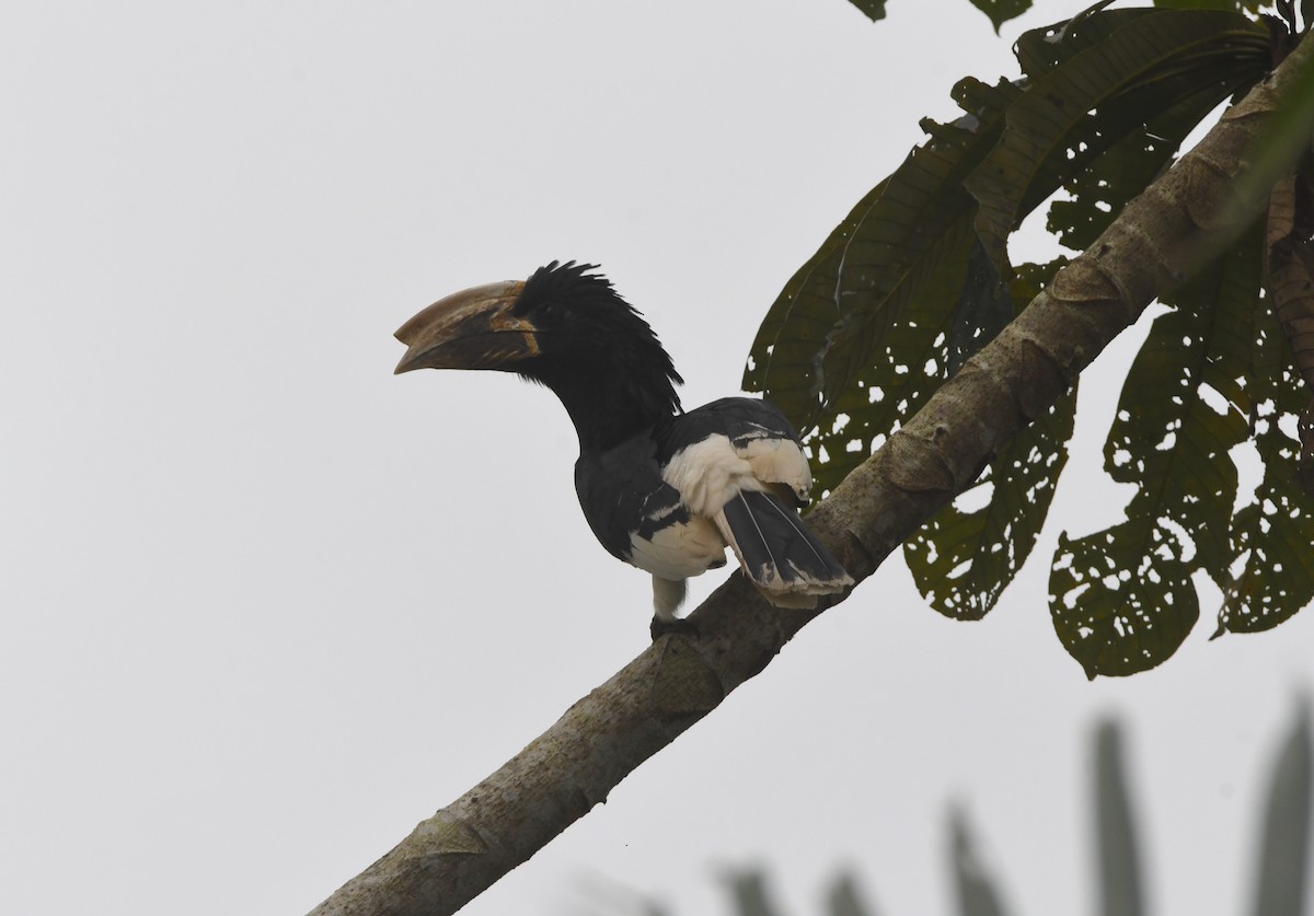 Piping Hornbill - ML525413911