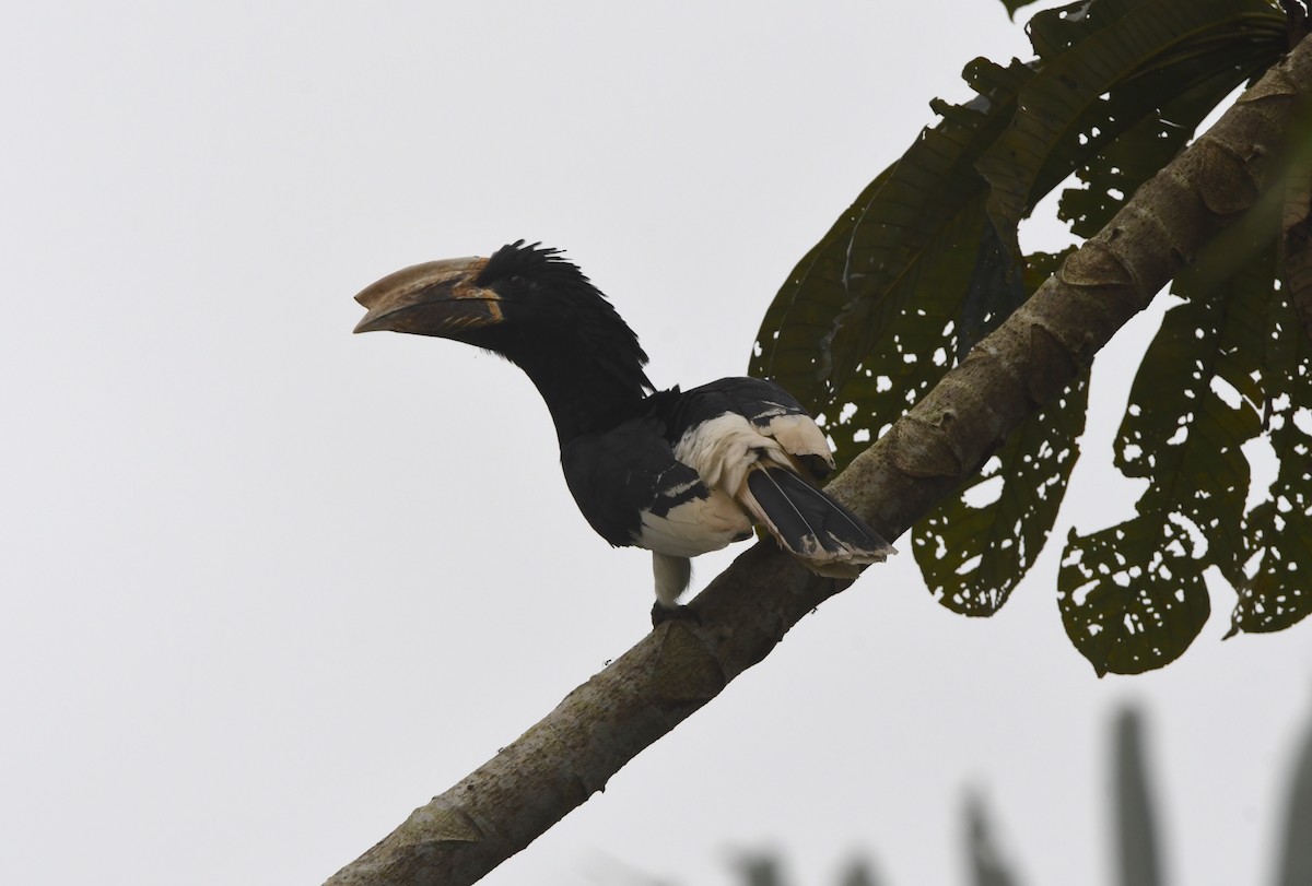 Piping Hornbill - ML525414131