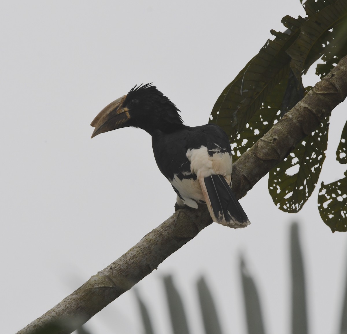 Piping Hornbill - ML525414281