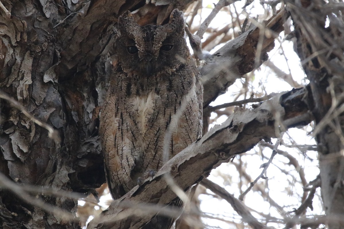 Madagascar Scops-Owl (Torotoroka) - Jason Fidorra