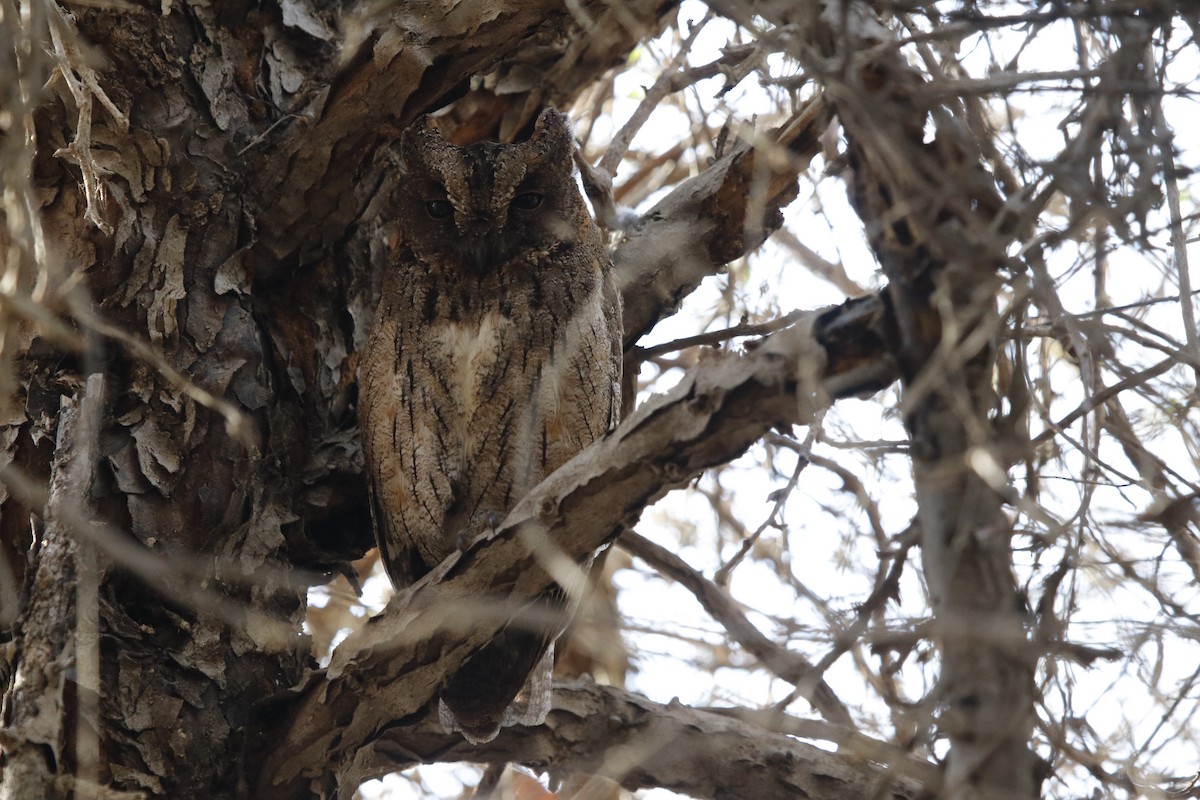 Madagascar Scops-Owl (Torotoroka) - Jason Fidorra