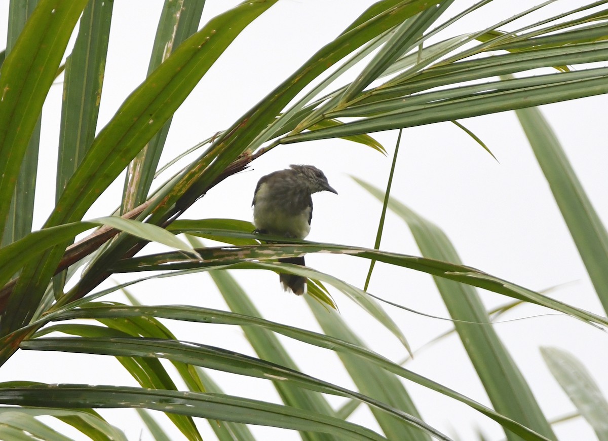 Swamp Greenbul - ML525414861