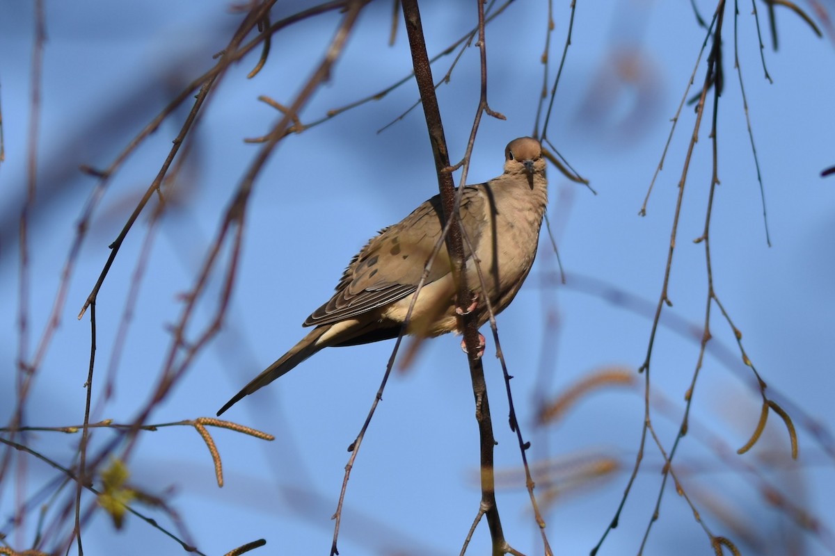Mourning Dove - ML52541491