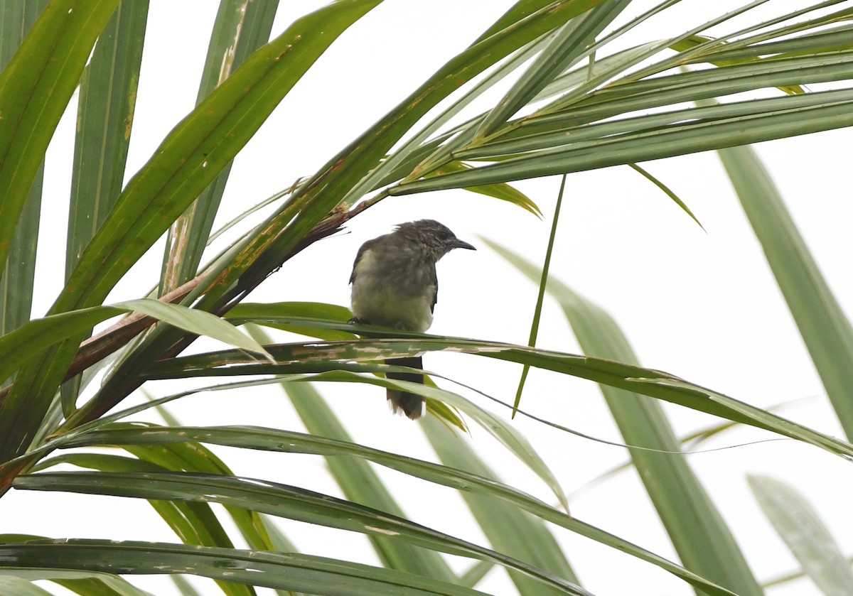 Swamp Greenbul - ML525415041