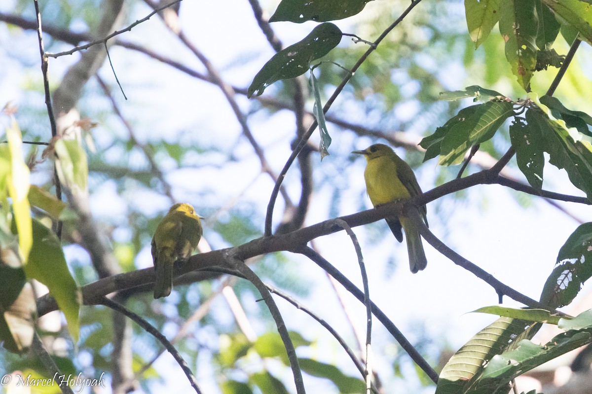 Obi Golden-Bulbul - Marcel Holyoak