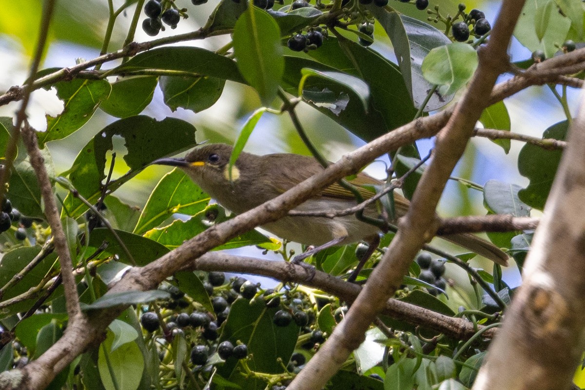 Graceful Honeyeater - ML525415151