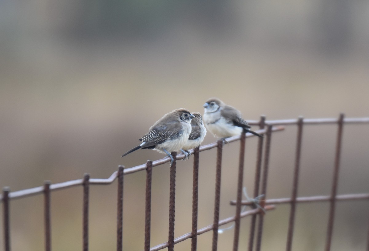 Double-barred Finch - ML525415161