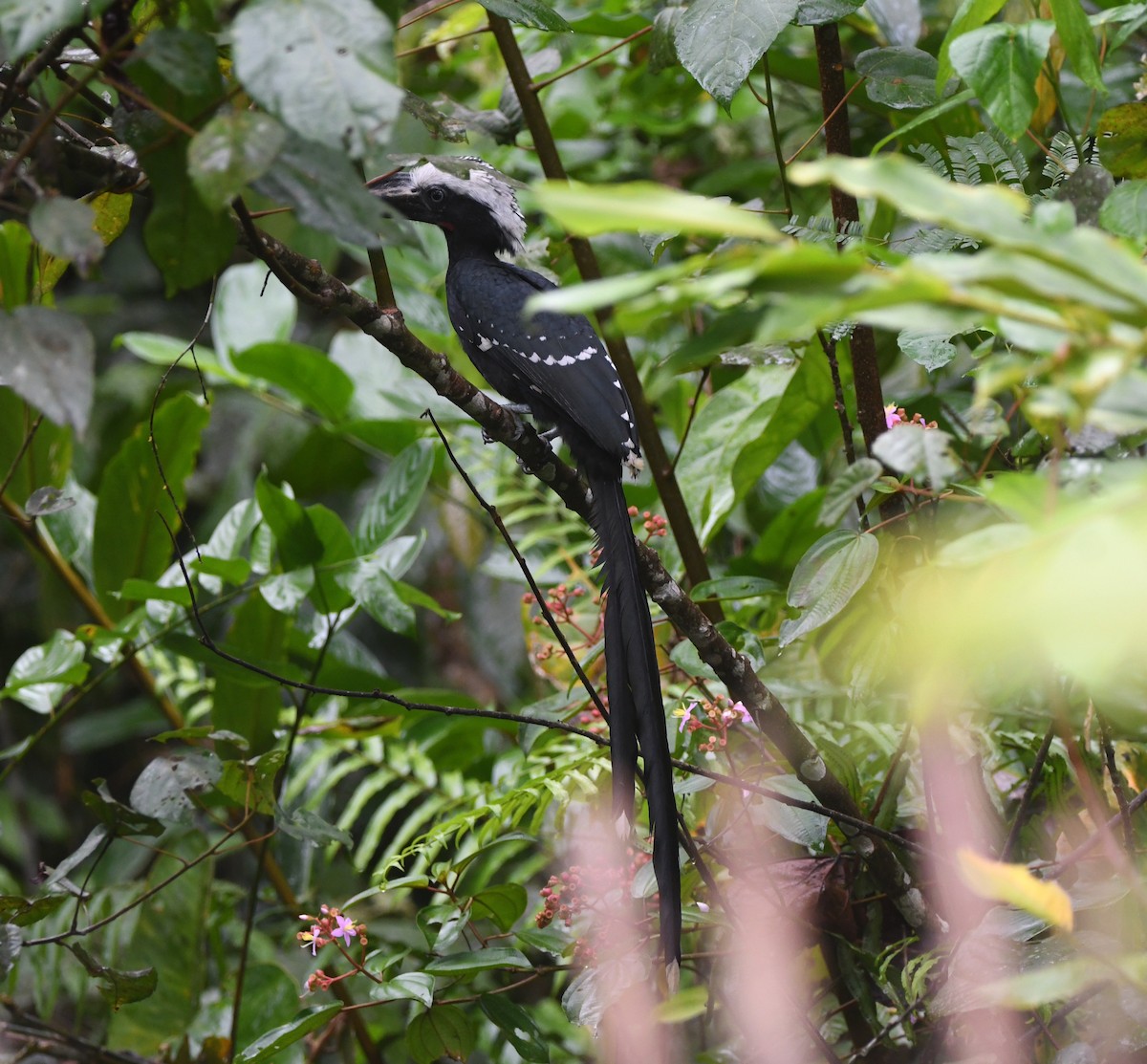 Eastern Long-tailed Hornbill - ML525415191