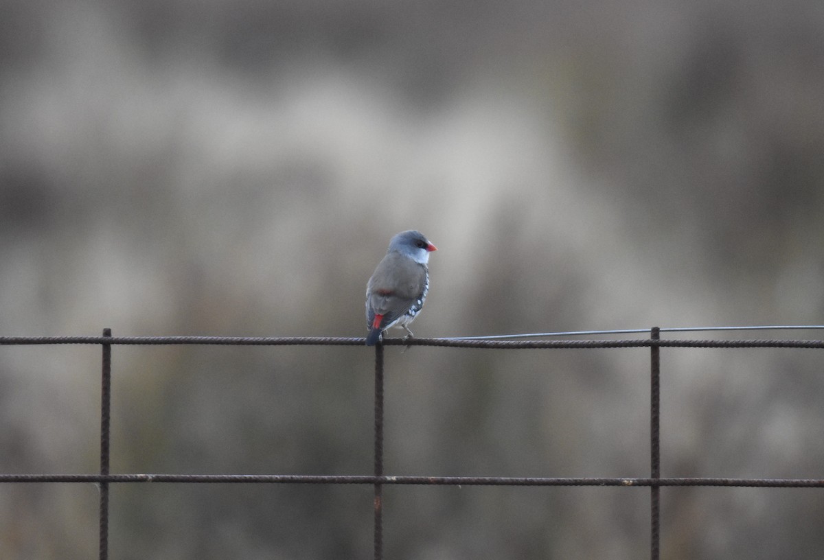 Diamond Firetail - ML525415201