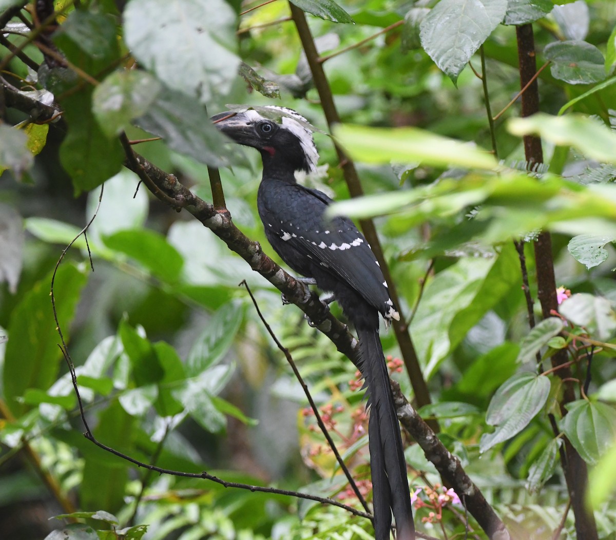 Eastern Long-tailed Hornbill - ML525415291