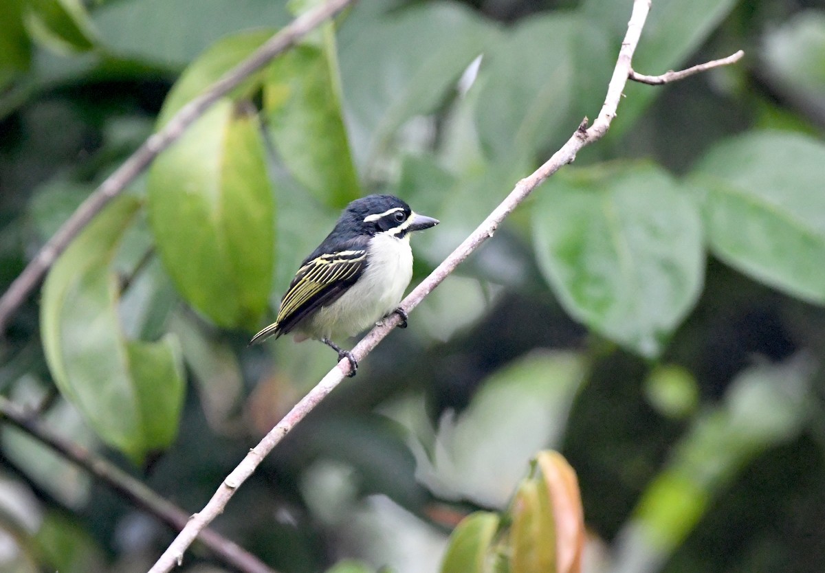 Yellow-throated Tinkerbird - ML525415511