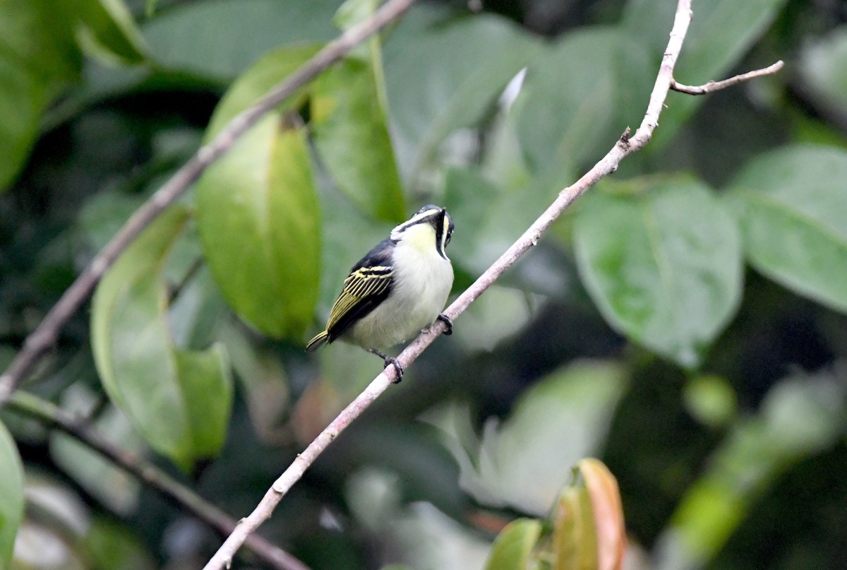 Yellow-throated Tinkerbird - ML525415621