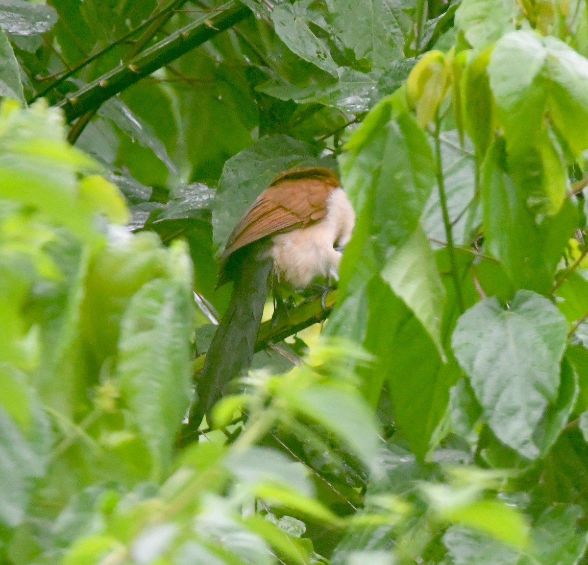 Senegal Coucal - ML525416811