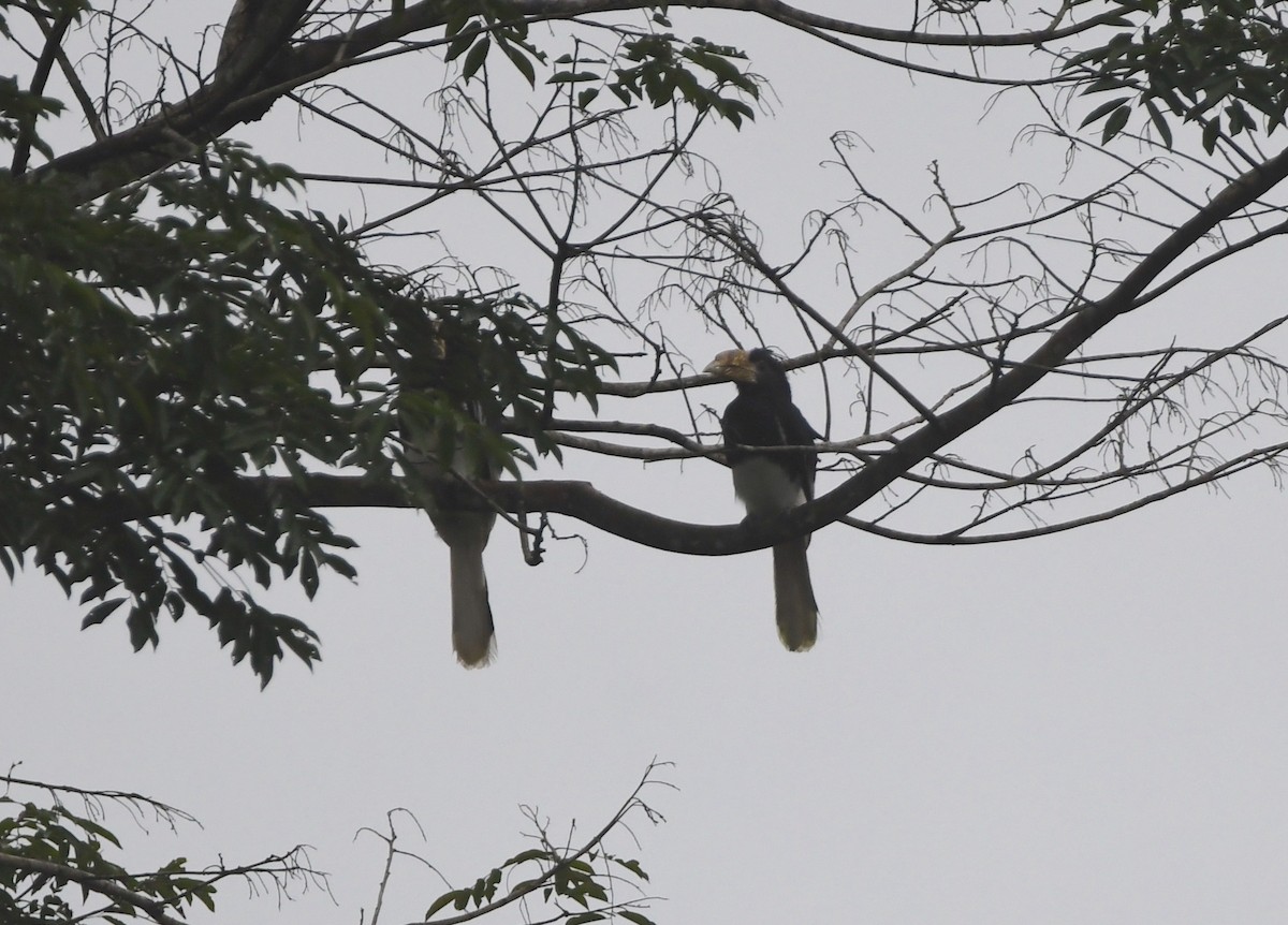 Piping Hornbill - ML525416881