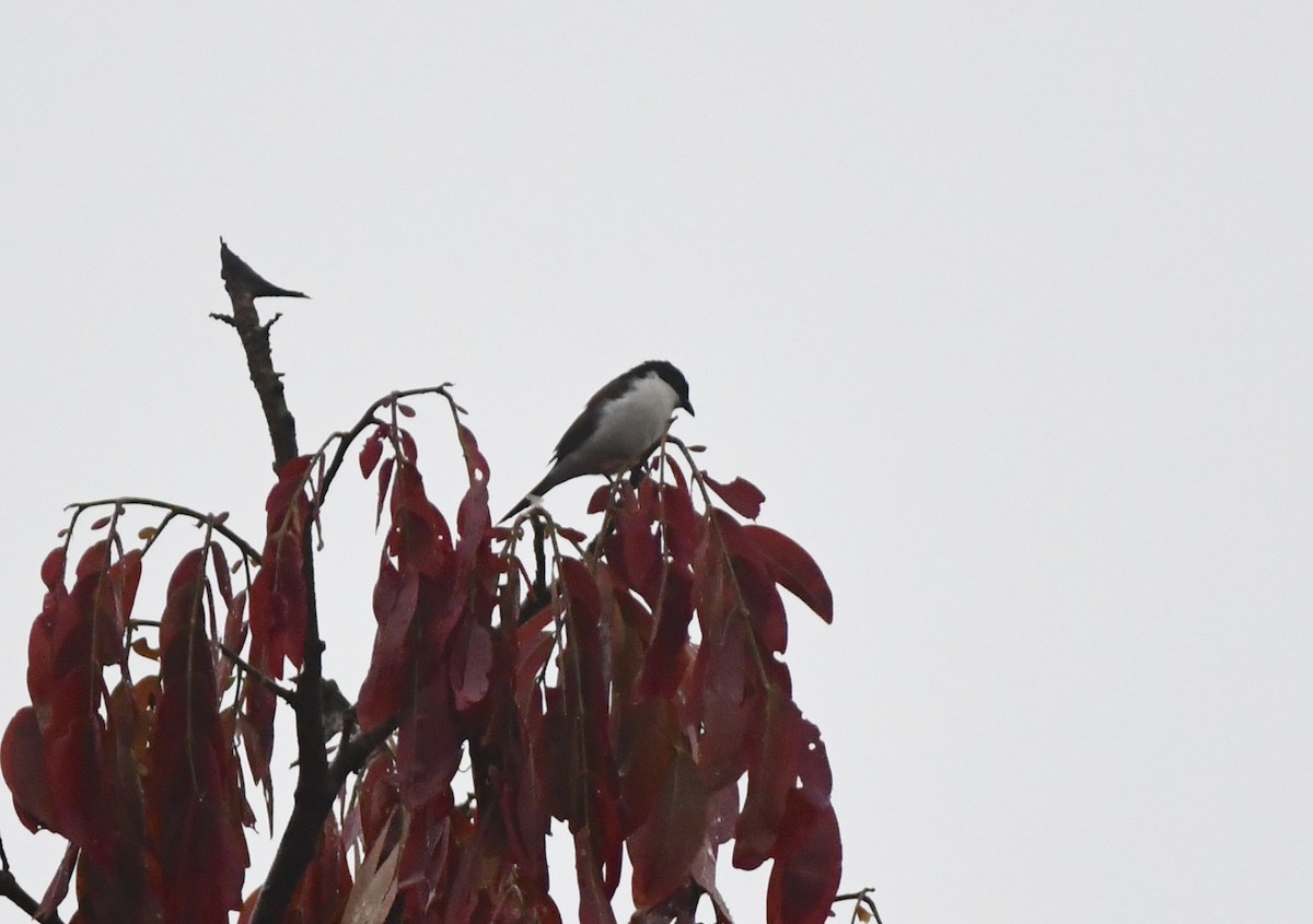 White-breasted Nigrita - Gabriel Jamie