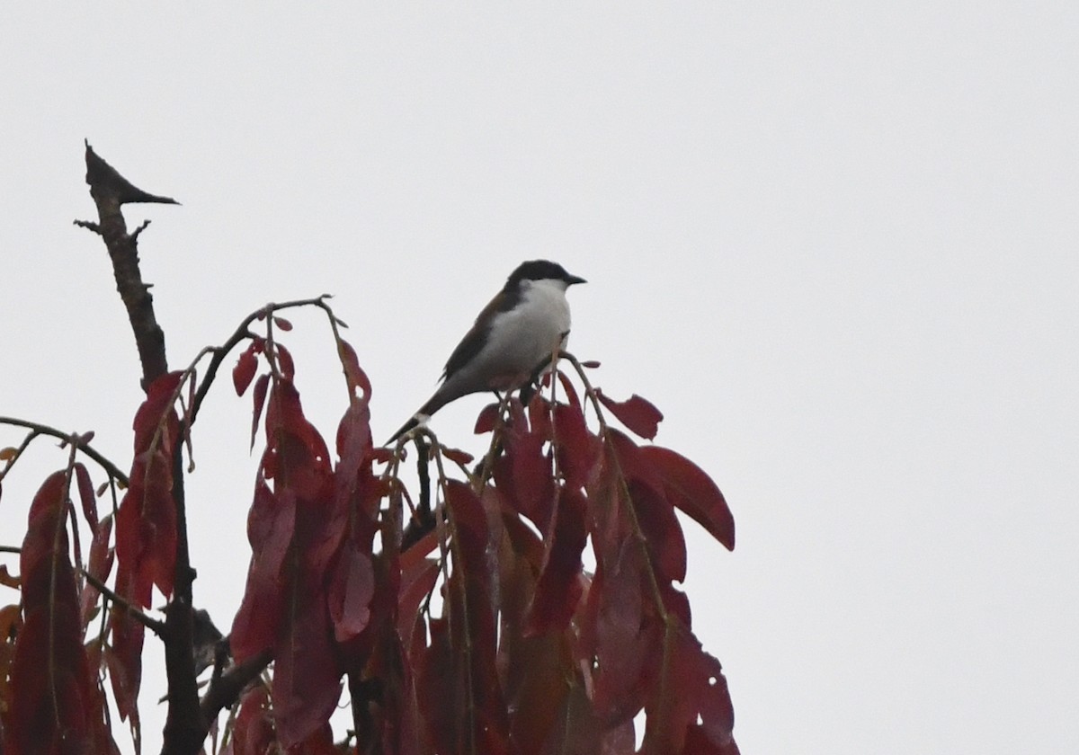 White-breasted Nigrita - Gabriel Jamie