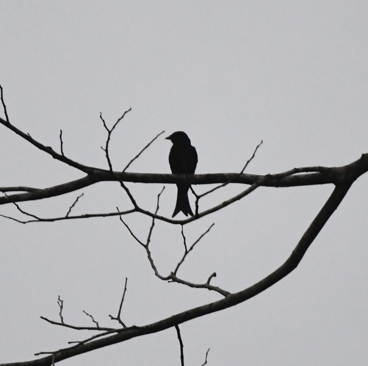 Velvet-mantled Drongo - ML525417811