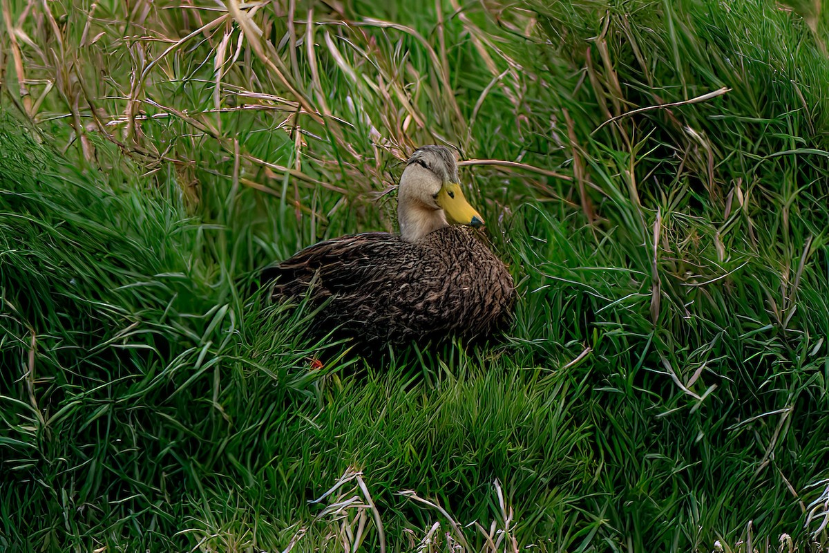 Mottled Duck - ML525417851