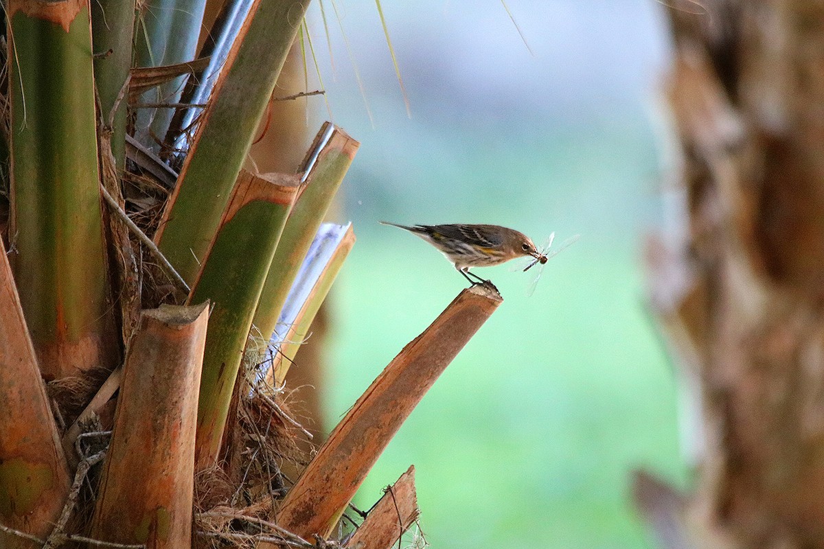 Yellow-rumped Warbler - ML525417891