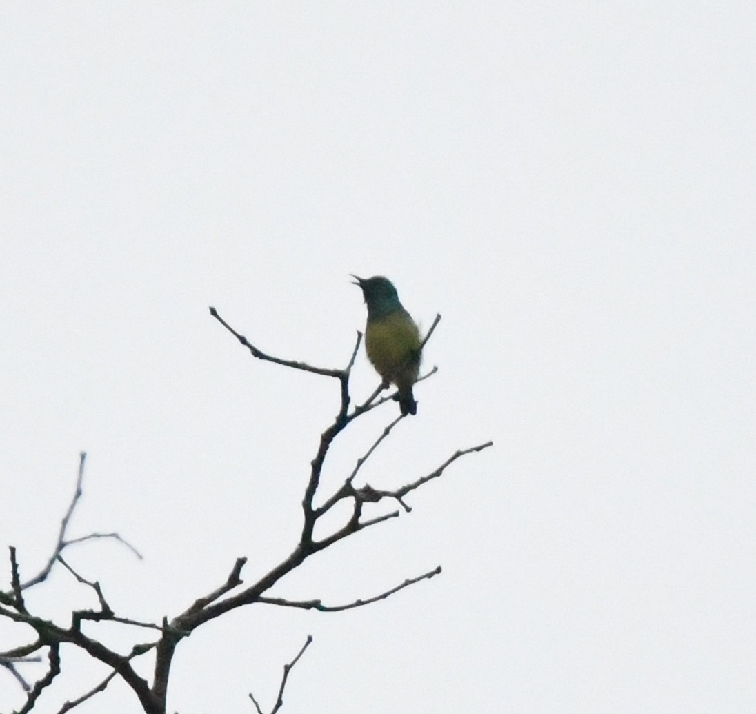 Collared Sunbird - ML525417951