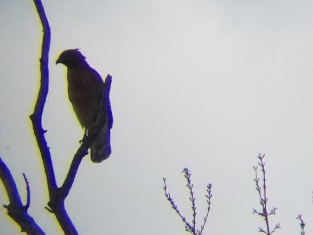 Red-shouldered Hawk - ML52541821