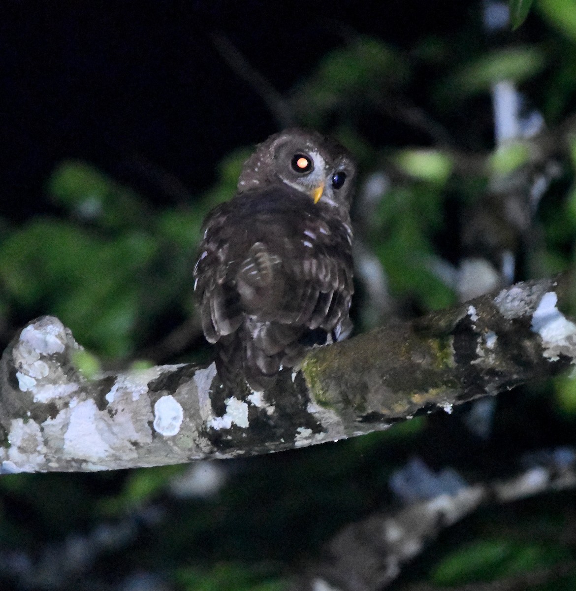 African Wood-Owl - ML525418271