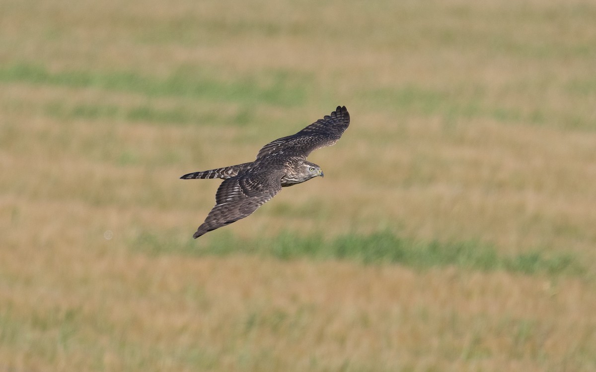 Eurasian Goshawk - ML525419011