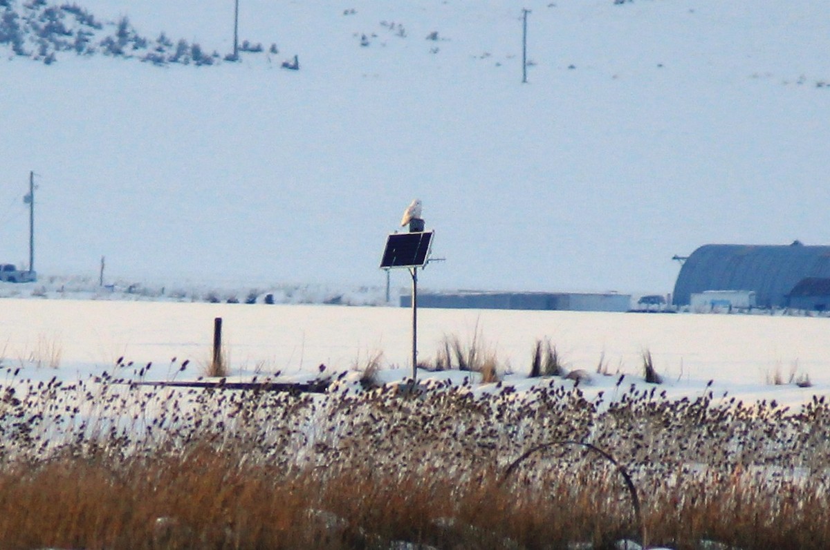 Snowy Owl - ML52541961