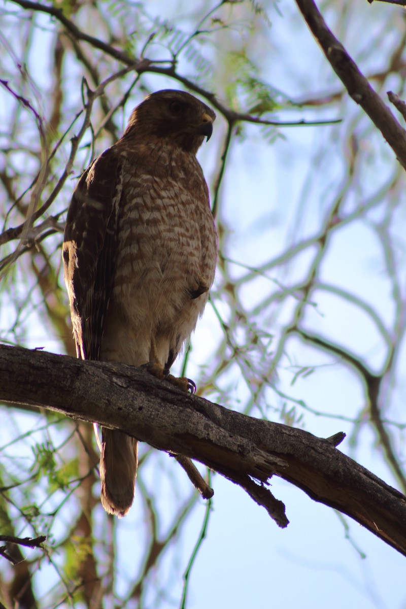 Broad-winged Hawk - ML525420051