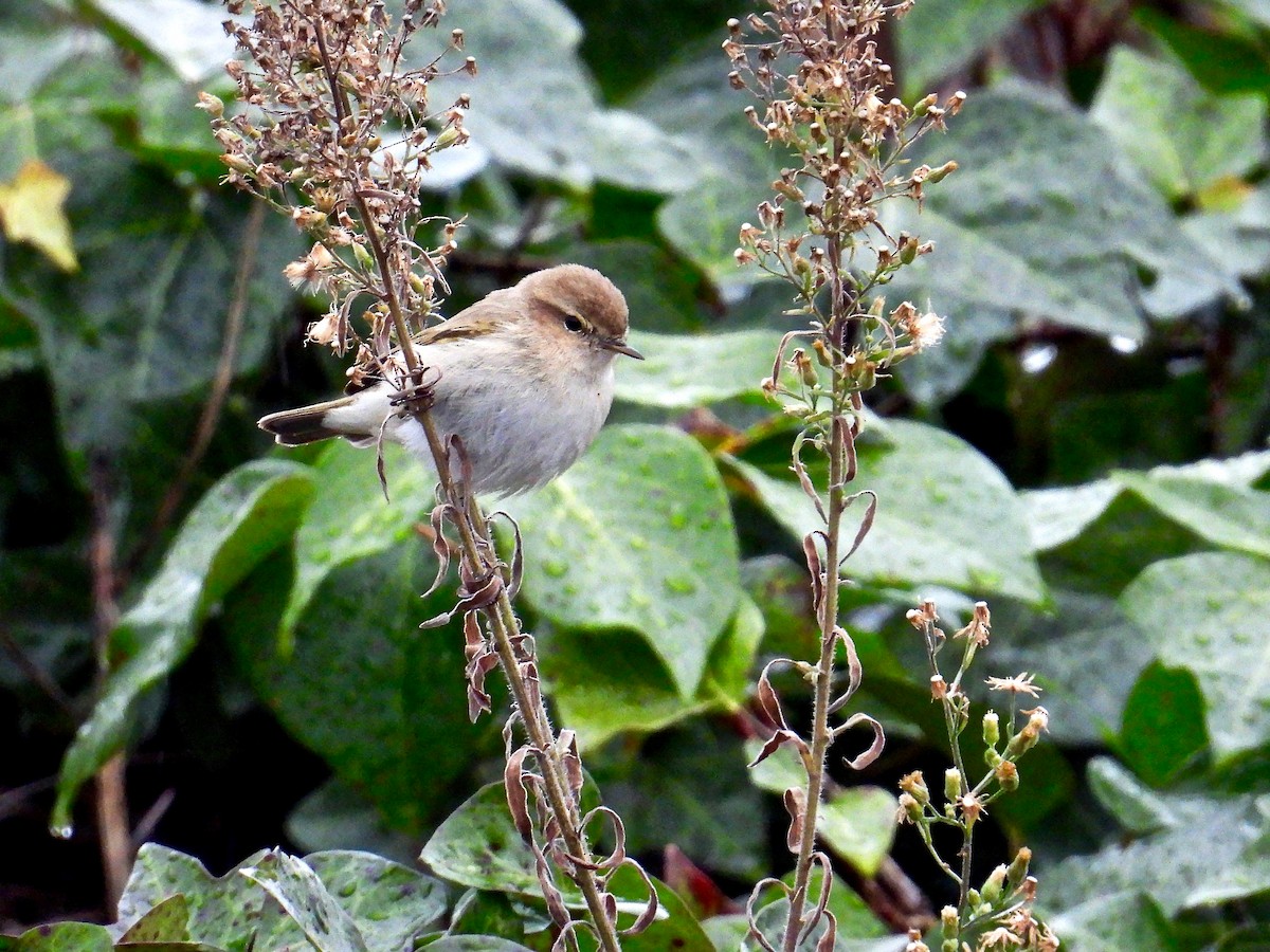 Common Chiffchaff (Siberian) - ML525420111