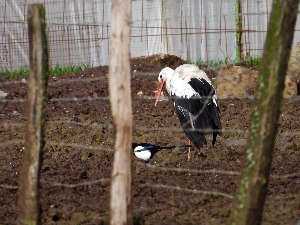 White Stork - ML525420461